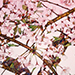 Tomomutsu Okubo Gallery